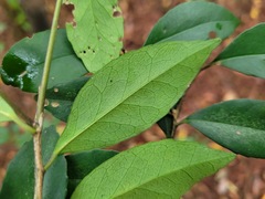 Ilex uraiensis