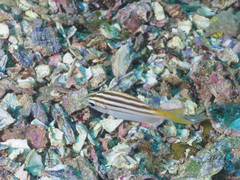 Atypichthys strigatus