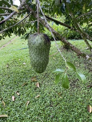 Annona muricata
