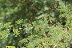 Senegalia westiana