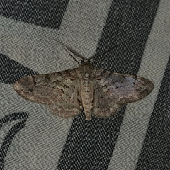 Iridopsis chalcea