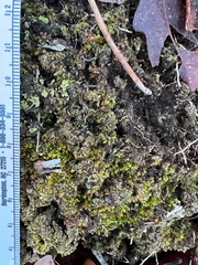 Isopaches bicrenatus