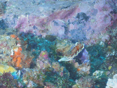 Goniobranchus collingwoodi