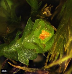 Isopaches bicrenatus