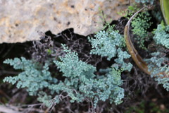 Argyrochosma microphylla