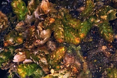 Isopaches bicrenatus