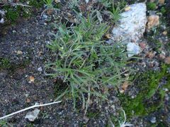 Pectocarya recurvata