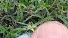 Pectocarya recurvata