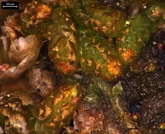 Isopaches bicrenatus