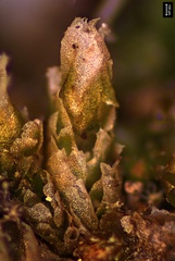 Isopaches bicrenatus