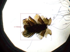 Isopaches bicrenatus