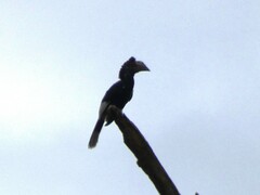 Bycanistes subcylindricus