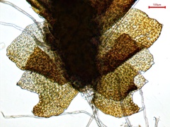 Isopaches bicrenatus