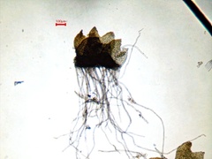 Isopaches bicrenatus