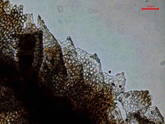 Isopaches bicrenatus