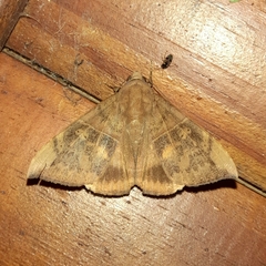 Ophisma