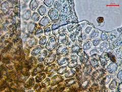 Isopaches bicrenatus