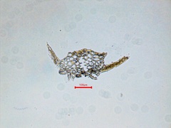 Isopaches bicrenatus