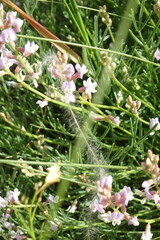 Astragalus tenuifolius