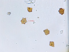 Isopaches bicrenatus