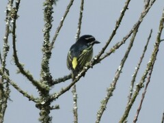 Pogoniulus bilineatus