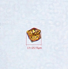 Isopaches bicrenatus