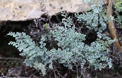Argyrochosma microphylla