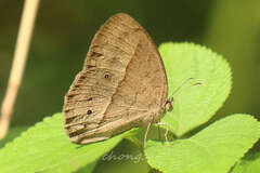Mycalesis mineus