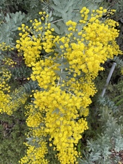 Acacia baileyana