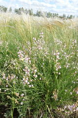 Astragalus tenuifolius