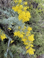 Acacia baileyana