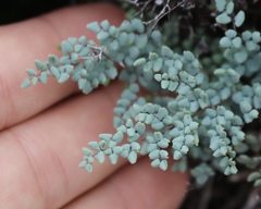 Argyrochosma microphylla