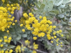 Acacia baileyana