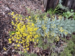 Acacia baileyana