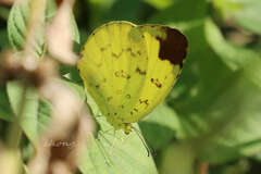 Eurema blanda