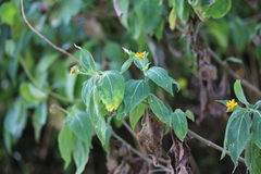 Wedelia calycina