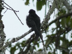 Psalidoprocne pristoptera