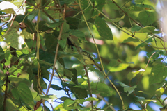 Tolmomyias flavotectus