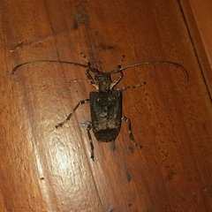 Polyrhaphis argentina