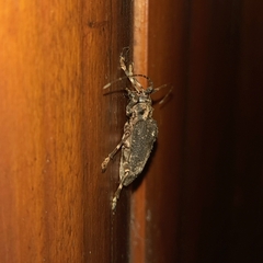 Polyrhaphis argentina