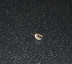 Psyllobora nana