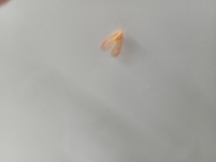 Insecta