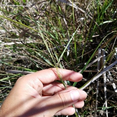 Eragrostis atrovirens