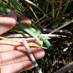 Eragrostis atrovirens
