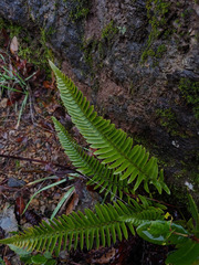 Polystichum imbricans imbricans