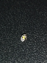 Psyllobora nana