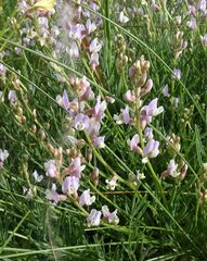 Astragalus tenuifolius