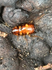 Periplaneta fuliginosa