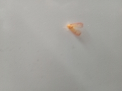 Insecta