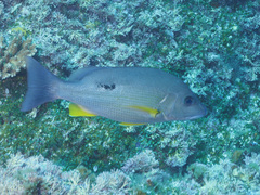 Lutjanus russellii
